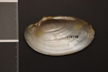 Media type: image;   Malacology 178779 Description: Preserved specimen.;